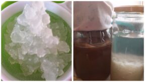 Fermented