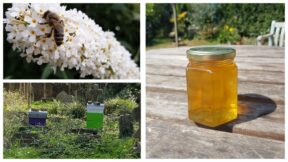 Beekeeping