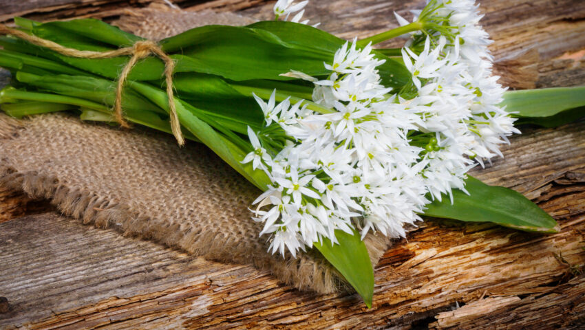 Foraging