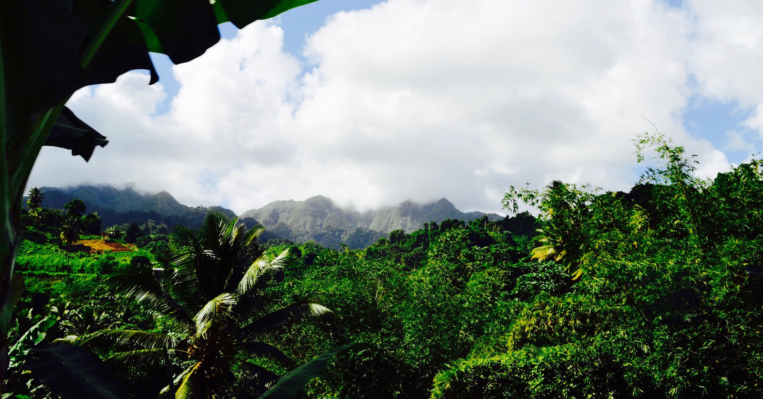 Islands chocolate cocoa plantations in St Vincent