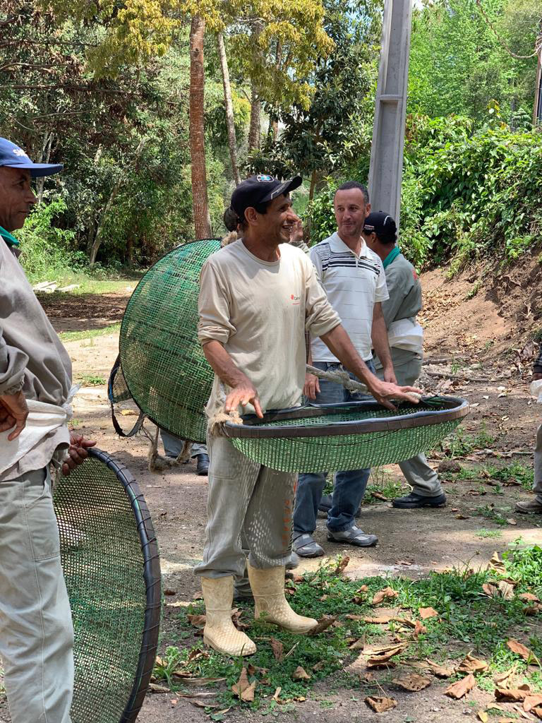 Camocim coffee pickers - henrique